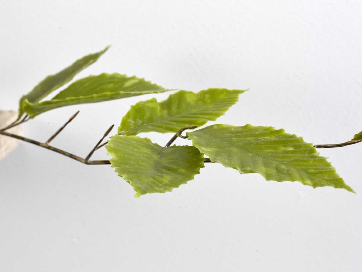 Twig (Blue Ridge Mountains) (Detail)